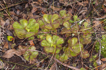 Large Group of the Sundew Drosera cuneifolia on Table Mountain in the Western Cape of South Africa