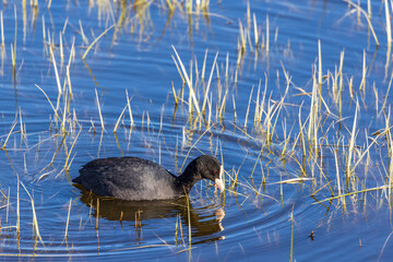 Eurasian coot swimming in a lake