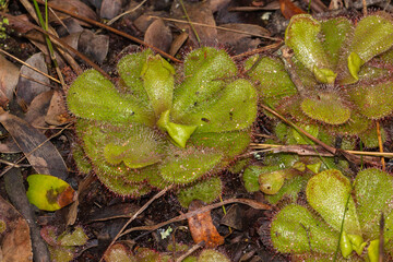 Macro of some Drosera cuneifolia on the Table Mountain near Cape Town in the Western Cape of South Africa