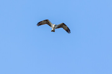 Flying Osprey with flapping wings in the sky