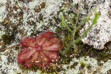 Drosera aliciae on the Table Mountain in Cape Town, Western Cape, South Africa