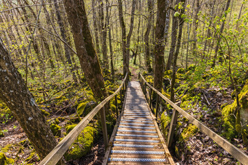 Wooden staircase on a trail at a slope
