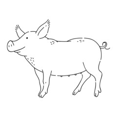 Pig vector doodle animal of Eastern astrological calendar black outline on white background.