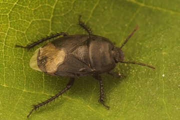 Closeup on a black burrowing bug,Cydnus aterrimus, sitting on a green leaf