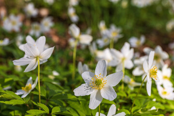 Flowering Wood anemones on a meadow