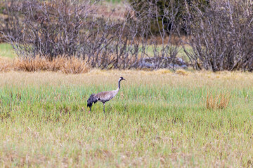 Fototapeta premium Crane standing in a bog landscape