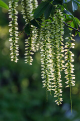fern leaves in spring