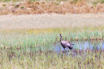 Water pond on a bog with a Crane