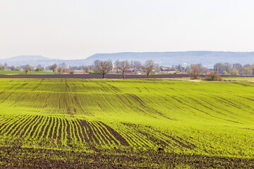Fototapeta premium Rural landscape view with green field at spring