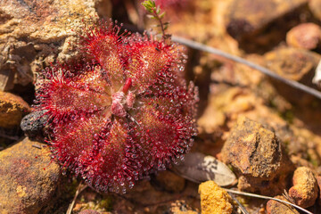 Close-up of Drosera aliciae in natural habitat on the Table Mountain in the Western Cape of South Africa