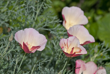 California Poppy (Eschscholtzia californica) in garden