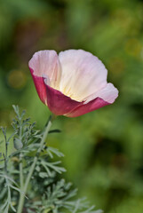 California Poppy (Eschscholtzia californica) in garden