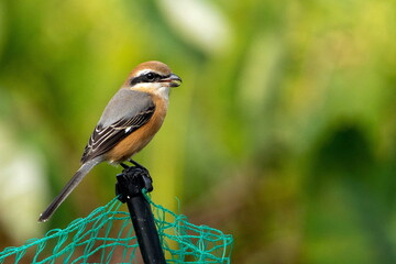 Fototapeta premium モズ