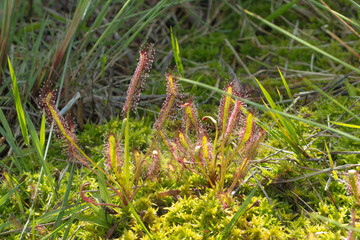 Carnivorous Plants: Some Drosera capensis growing amongst moos on the Table Mountain in Cape Town, Western Cape of South Africa