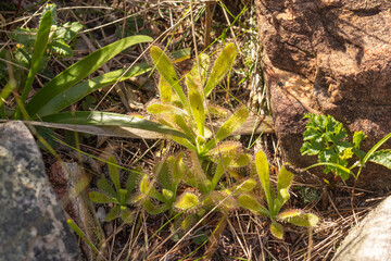 Drosera hilaris in natural habitat close to Cape Town in the Western Cape of South Africa