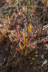 Single specimen of Drosera capensis in natural habitat on Table Mountain in the Western Cape of South Africa