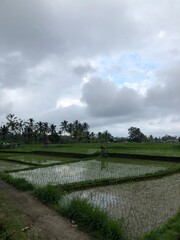 Fototapeta na wymiar soaked rice fields in Bali