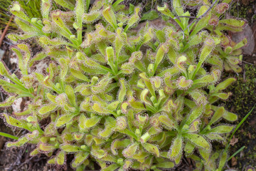 Large clump of Drosera hilaris in natural habitat on the Table Mountain in the Western Cape of South Africa