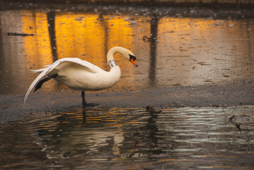 white swan on the lake in the park at sunset