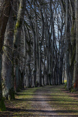 Spaziergang in einer uralten Linden Allee im Winter mit kahlen Ästen der Bäume, die dramatische Schatten und Lichtspiel werfen.