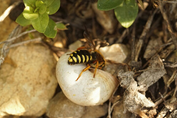 Closeup on a female Seven-toothed Red-Resin Bee, Rhodanthidium septemdentatum, inspecting an empty snailhouse for possible nesting and egg deposition