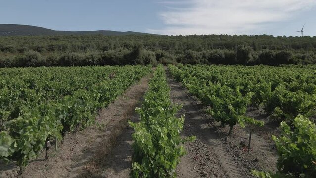 Low aerial: Straight rows of grape vines in French Pyrenees vineyard