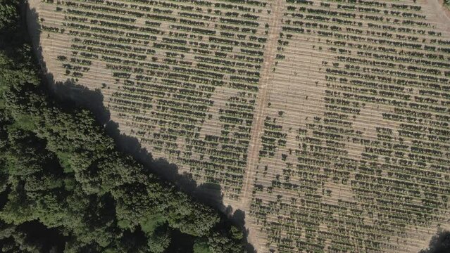 Vertical aerial flyover of grape vine vineyard in French Pyrenees