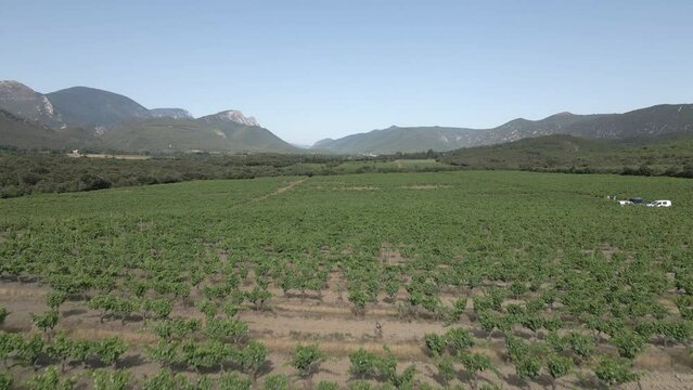 Extensive French wine vineyard near Saint Paul de Fenouillet, Pyrenees