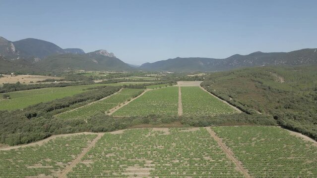 Aerial view of vineyard grape vines in Pyrenees-Orientales region