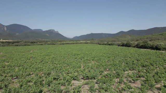 Low aerial flight: extensive vineyards in Pyrenees-Orientales valley
