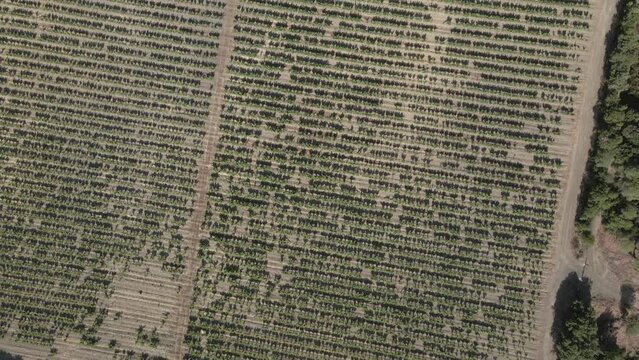 Organized straight rows of grape vines in large vineyard flyover, FRA