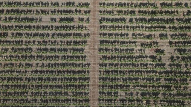 Grape vine shadows make repeating pattern in vertical vineyard aerial