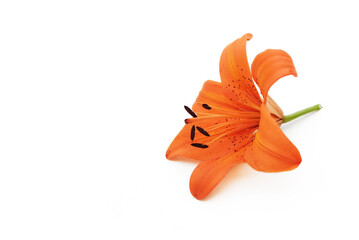 orangefarbene lilienblüte, Lilium Pixie, 3d-effekt © Marty Kropp