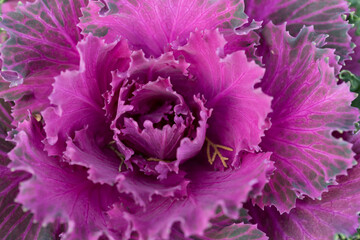 Obraz premium Fresh violet Cabbage brassica oleracea plant leaves