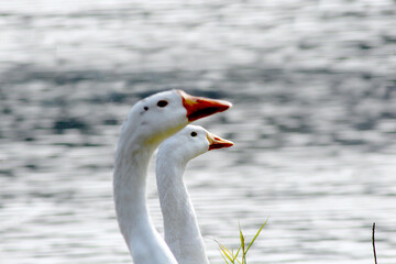 white goose on the beach