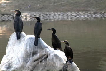 ibis waiting for eating food 