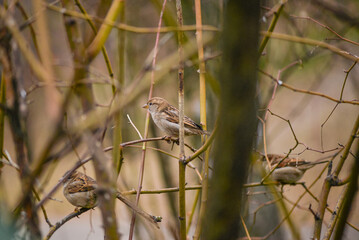 three sparrows sit on branches without leaves
