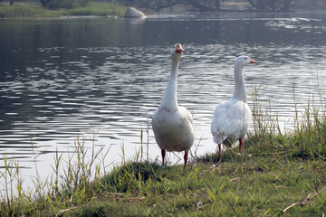 ducks on the lake side