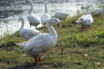 geese on the beach