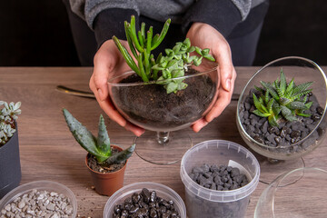 The girl is engaged in transplanting succulents in a glass florarium. Hobbies, home flowers.
