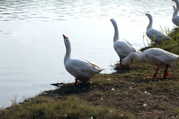 ducks on the lake