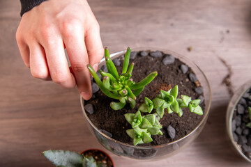 The girl is engaged in transplanting succulents in a glass florarium. Hobbies, home flowers.