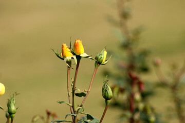 yellow rose in the plant 