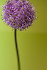 Obraz premium Allium close up, Hintergrund gelb/grün