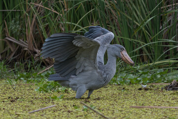 African Balaeniceps (Balaeniceps rex) is a large African bird from the order of the rocks, known especially because of its conspicuously shaped beak.