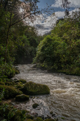 Fototapeta na wymiar rainforest columbia southern america