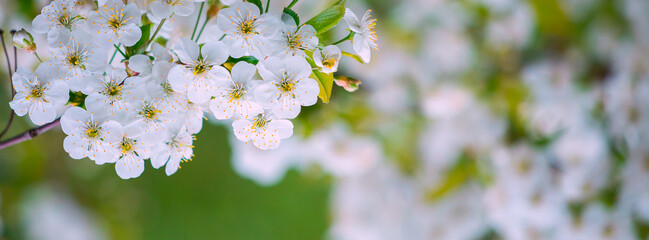 Blooming spring background.