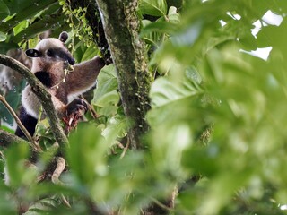 Northern Tamandua, Tamandua mexicana opistholeuca, seeks food high in the branches of Costa Rica