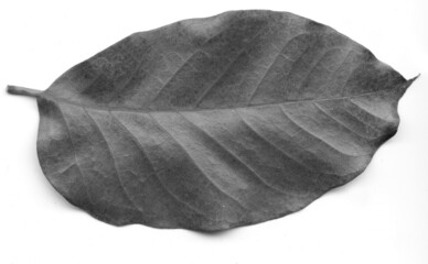Abstract macro photo of plant's leaves. Black and white. Minimalism.Trendy minimalist black...