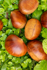 Autumn delicacies, chestnuts, white, white background